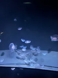 サンシャイン水族館に投稿された画像(2026/8/18)
