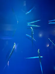サンシャイン水族館に投稿された画像(2026/8/18)