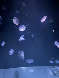 サンシャイン水族館に投稿された画像(2026/8/18)