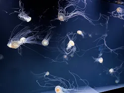サンシャイン水族館に投稿された画像(2026/8/18)