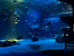 サンシャイン水族館に投稿された画像(2026/8/18)