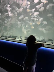 アクアワールド茨城県大洗水族館に投稿された画像(2026/8/19)