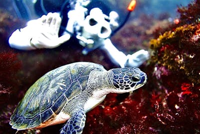 静岡・伊豆高原・ファンダイビング・2ダイブ】ウミガメと泳ごう♪水深