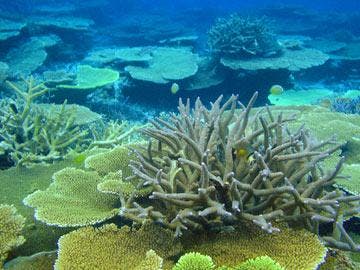 西表島バラス周辺シュノーケル 海猫の割引プラン