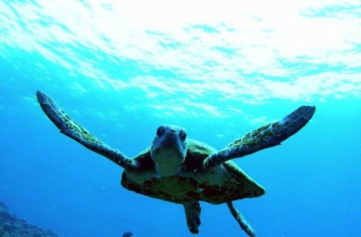 RISE（ライズ）石垣島