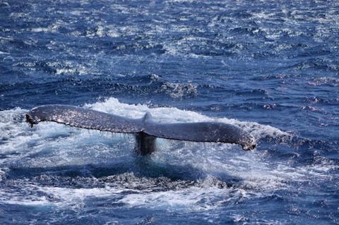 【半日・午前or午後】世界自然遺産・小笠原で気軽にホエールウォッチング☆