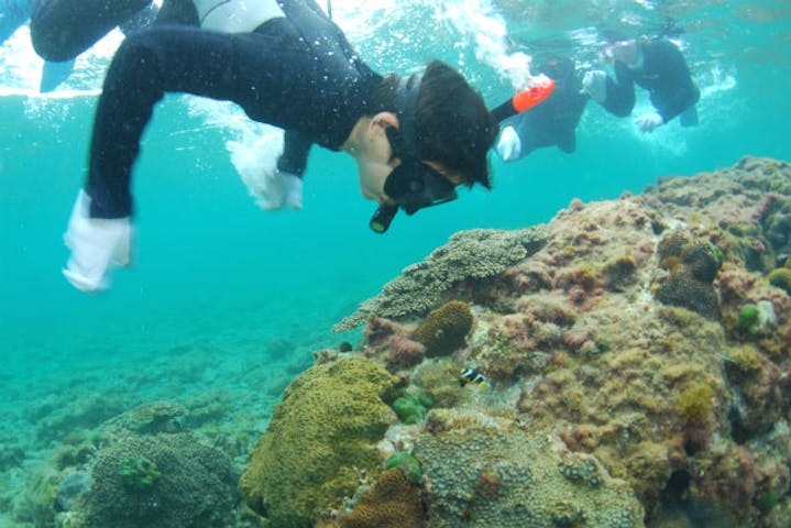 和歌山 シュノーケリング 本州最大規模のサンゴ礁に感動 ビーチシュノーケリング アソビュー