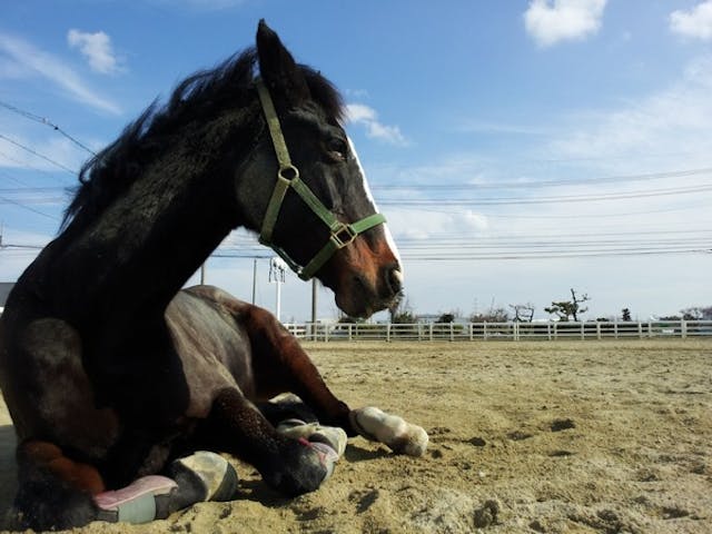 騎乗時間30分 馬のお手入れや触れ合いも 乗馬倶楽部メンバー体験 写真プレゼント アソビュー 騎乗時間30分 馬のお手入れや触れ合いも 乗馬倶楽部メンバー体験 写真プレゼント アソビュー