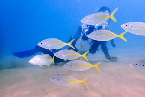 【和歌山・南紀白浜・ダイビング】最高の思い出をお持ち帰り！水中写真付き体験ダイビング＜1ダイブ＞