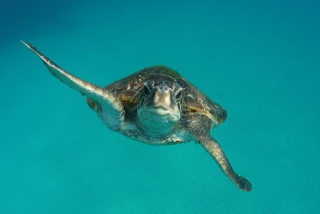 鹿児島でシュノーケリング スノーケリング を体験 予約するなら アソビュー