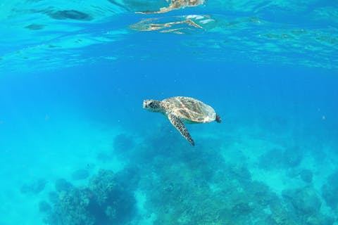 【屋久島・シュノーケル】半日白谷雲水峡+シュノーケルの屋久島満喫セットプラン！もののけの森とシュノーケルを1日コースで　シャワー・更衣室あります