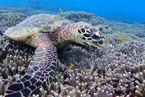 【沖縄・本部町発】冬季限定♪　マリン１種付！　瀬底島周辺　ウミガメの棲む海で開催！！　バナナボートで行くシュノーケリングツアー♪　4Kカメラ（GoPro）写真無料ダウンロード付
