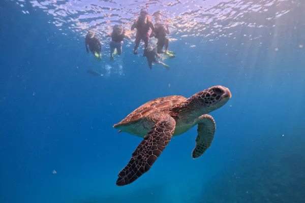 沖縄・瀬底島】ウミガメの棲む海で開催！！ バナナボートで行く
