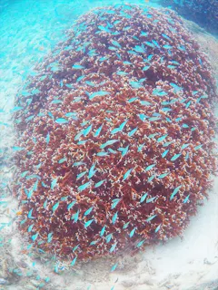 【1日】石垣・川平湾を一日中遊べてお得！美しい海をシュノーケリング★