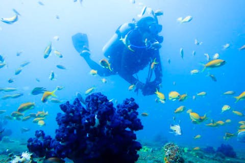 静岡・初島・体験ダイビング