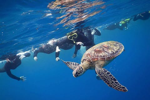 【石垣島・シュノーケリング】 船酔いの心配無しのビーチエントリーでウミガメさがしのシュノーケリングツアー♪