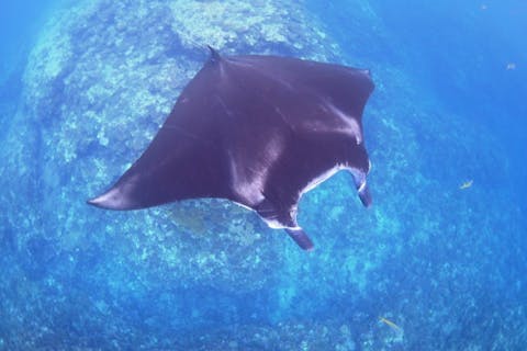 【沖縄・石垣島・シュノーケル・マンタ】海神・マンタに会いに行く！シュノーケルプラン