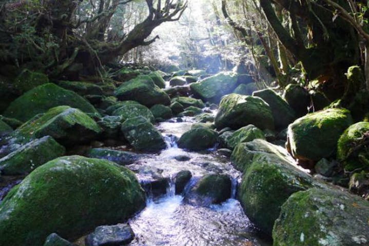 鹿児島 屋久島 トレッキング もののけ姫の世界を堪能 白谷雲水峡 縄文杉ツアー 1泊2日 アソビュー