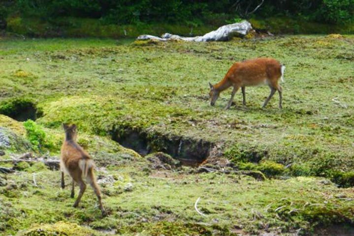 フォレストウォーク屋久島 ネット予約ならアソビュー