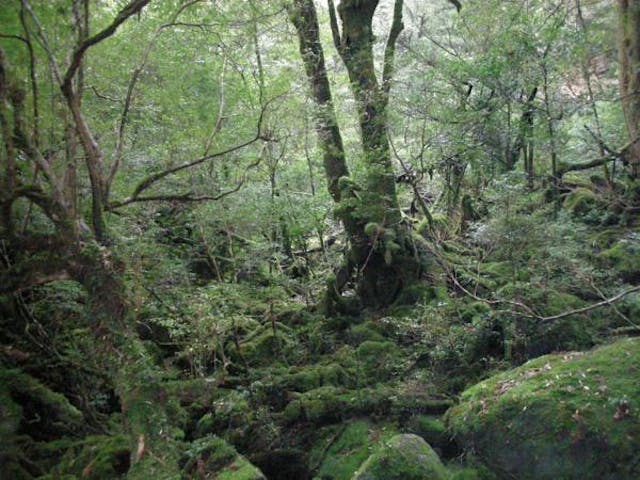 屋久島ガイド21EC-K