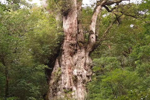 【屋久島・トレッキング】圧巻の樹齢7,200年の迫力！日帰り縄文杉ツアー