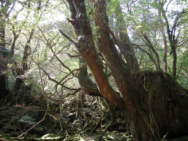 【屋久島・トレッキング】映画の舞台になった「苔むす森」を巡る！白谷雲水峡ツアー