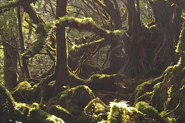 【屋久島・トレッキング】映画の舞台になった「苔むす森」を巡る！白谷雲水峡ツアー
