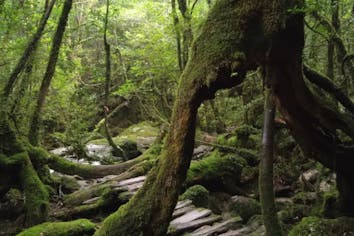 屋久島―森・水・山』｜感想・レビュー - 読書メーター