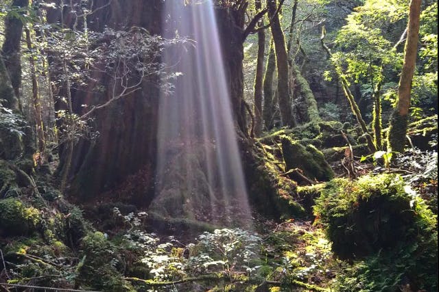 屋久島・トレッキング】苔むす森から太鼓岩へ！充実の白谷雲水峡