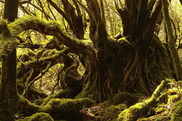 屋久島・トレッキング】苔むす森から太鼓岩へ！充実の白谷雲水峡ツアー