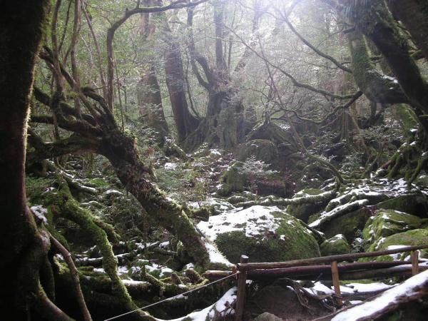 【屋久島・トレッキング】早朝スタート！苔むす森＆太鼓岩をめぐる、白谷雲水峡ツアー