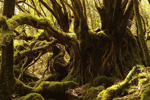 【屋久島・トレッキング】早朝スタート！苔むす森＆太鼓岩をめぐる、白谷雲水峡ツアー