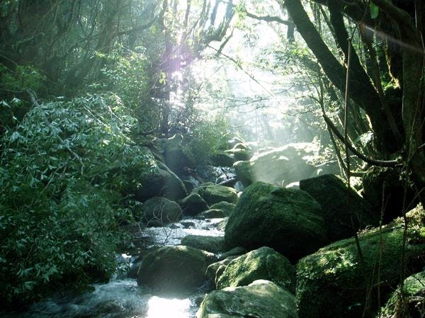 世界遺産にも登録されている、屋久島の豊かな自然を味わいにきませんか？