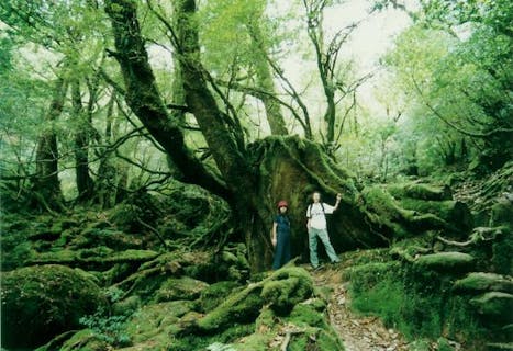 【1日】苔むす森林に癒されよう♪白谷雲水峡プラン★コーヒー付き