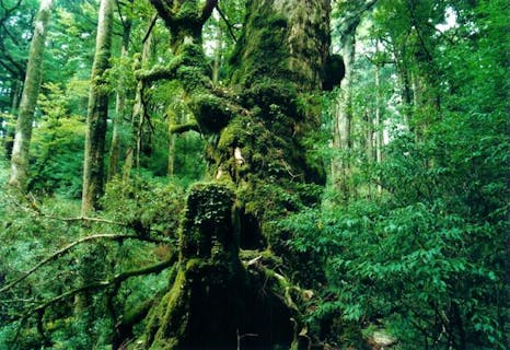 【1日】迷ったらこれ♪ヤクスギランドプラン★コーヒー付き