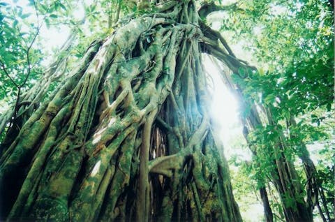 【1日】海岸から山頂まで生い茂る照葉樹林♪西部林道プラン★コーヒー付き