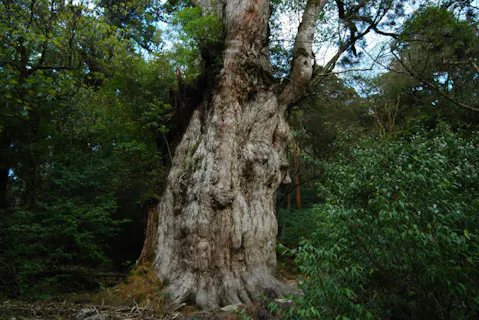 【1日】日々の疲れを癒し行こう♪早朝出発！縄文杉プラン★コーヒー付き