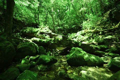 【2.5時間・半日弥生杉コース】短い時間に魅力を凝縮！白谷雲水峡プラン