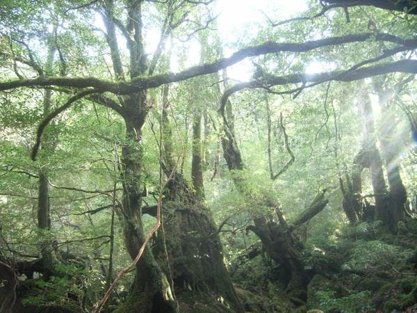 【1日・白谷雲水峡】苔が生み出す、美しいモスグリーントレッキング！