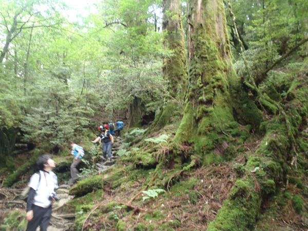 【半日・白谷雲水峡】苔むす森を見に行こう★屋久島トレッキング！