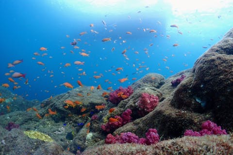 【1日・体験・ボート】たっぷり充実の体験！ぽっかり浮かぶ無人島でダイブ♪