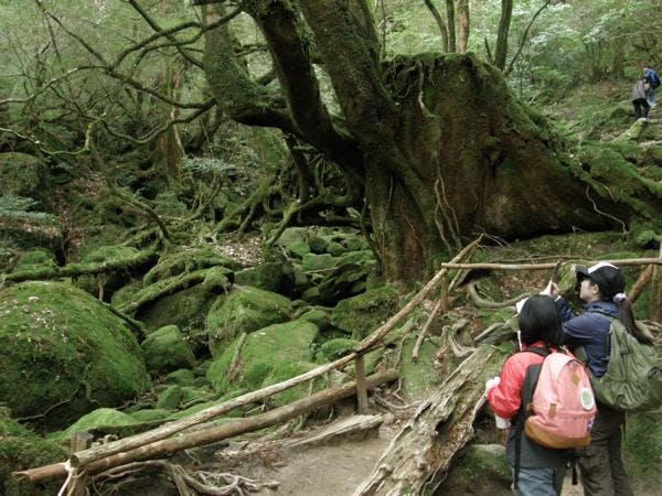 悠久の歴史の流れる、屋久島の山を満喫しませんか？