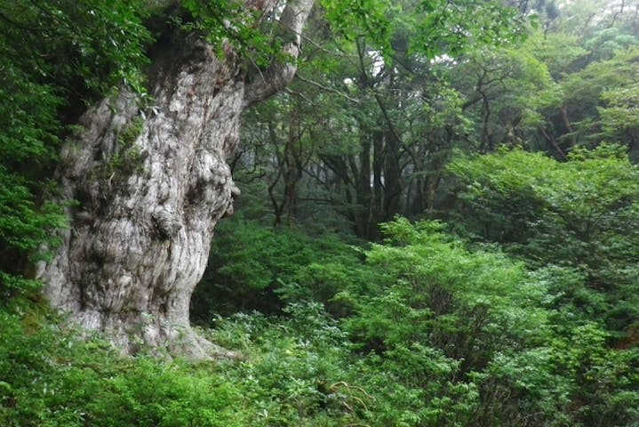 屋久島 トレッキング 屋久島の象徴 樹齢70年の縄文杉プラン ポストカードプレゼント アソビュー