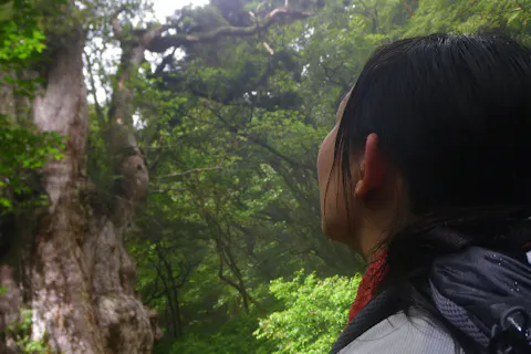 屋久島 トレッキング 屋久島の象徴 樹齢70年の縄文杉プラン アソビュー