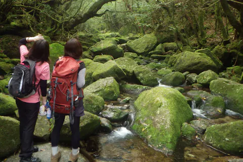【屋久島・半日白谷雲水峡】憧れの「苔むす森」へ。屋久島の美しさを5時間で凝縮体験｜午前・午後の二部制｜初心者・到着日・最終日の参加もOK