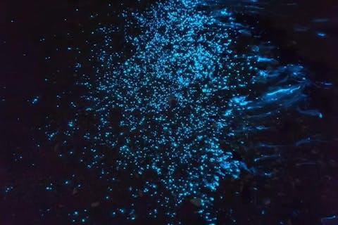 【広島・鞆の浦・カヌー】きらめく海の星！夜光虫と海ホタルに会える、鞆の浦ナイトツーリング★写真プレゼント