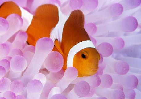 【ジャングリア沖縄に近い！人気の水納島や瀬底島でファンダイビング２本】沖縄・北部の海を潜ろう！