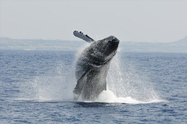 ジャングリア沖縄に一番近い港（20分）から出航！北部でクジラを