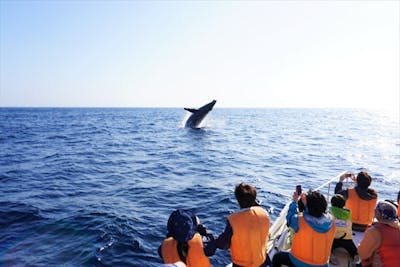 ジャングリア沖縄に一番近い港（20分）から出航！北部でクジラを