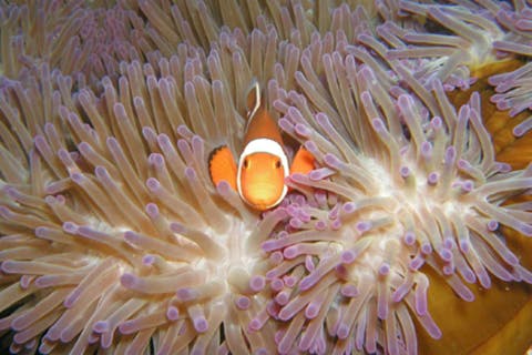 【半日・午前or午後】奄美大島の海中世界へ！シュノーケリング体験☆